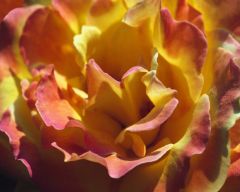 Tapeta Nature Flowers 242.jpg